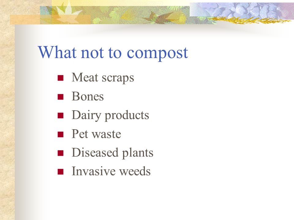 What not to compost Meat scraps Bones Dairy products Pet waste Diseased plants Invasive weeds