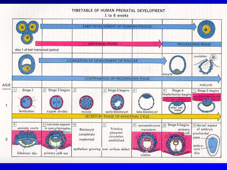 Primary disk. Periods of physics Development. Before Birth age periods of child Development.