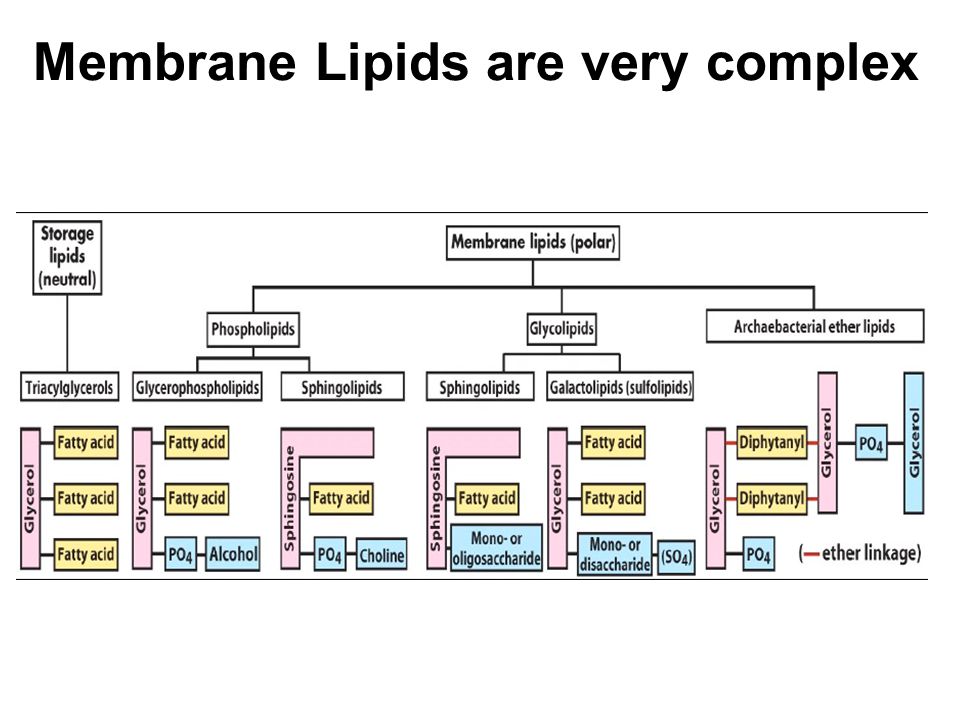 Membrane Lipids are very complex