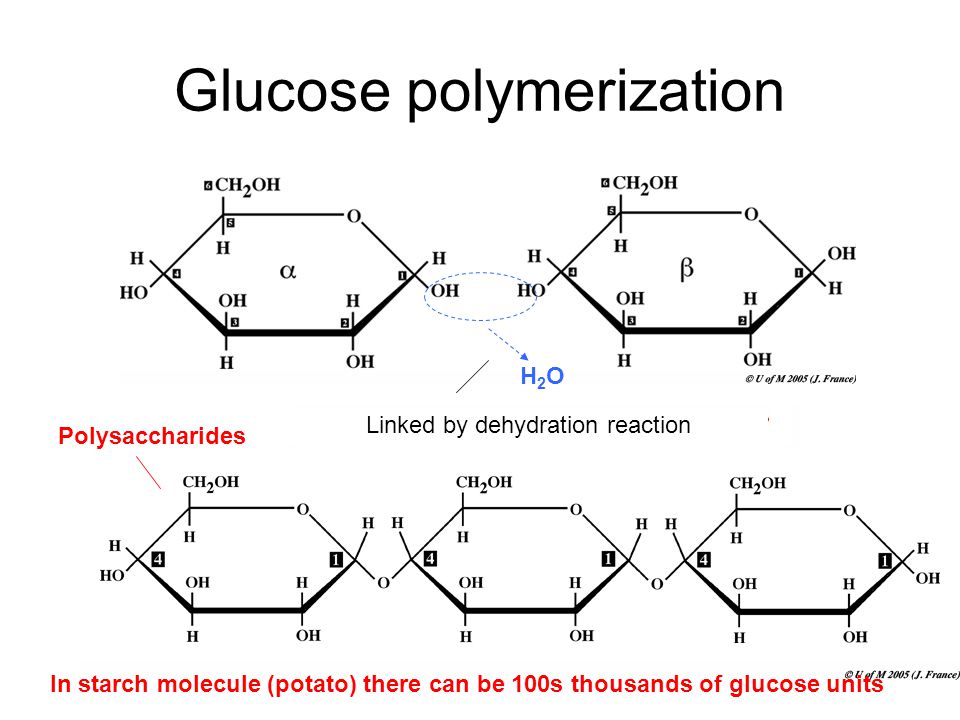 Glucose polymerization In starch molecule (potato) there can be 100s thousands of glucose units H2OH2O Linked by dehydration reaction Polysaccharides