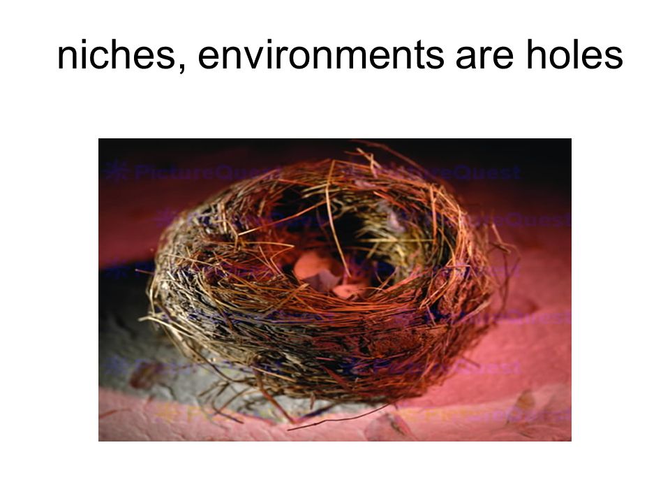 niches, environments are holes