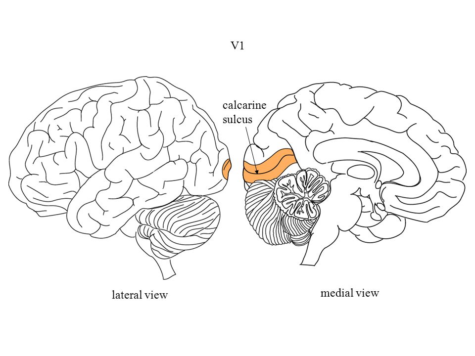 Calcarine cortex