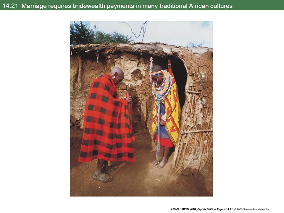 14.21 Marriage requires bridewealth payments in many traditional African cultures