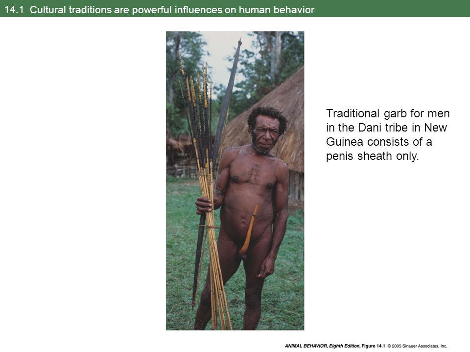 14.1 Cultural traditions are powerful influences on human behavior Traditional garb for men in the Dani tribe in New Guinea consists of a penis sheath only.