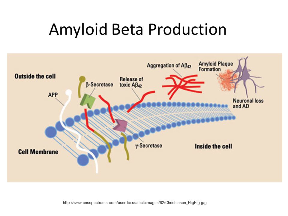 Amyloid Beta Production