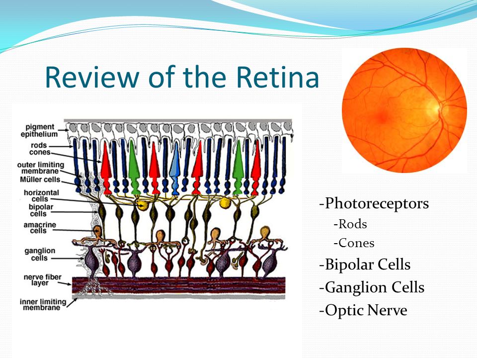 What is the Retina?  Review of the Retina