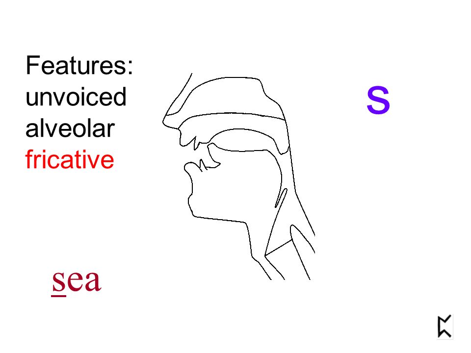 Features: unvoiced alveolar fricative s sea