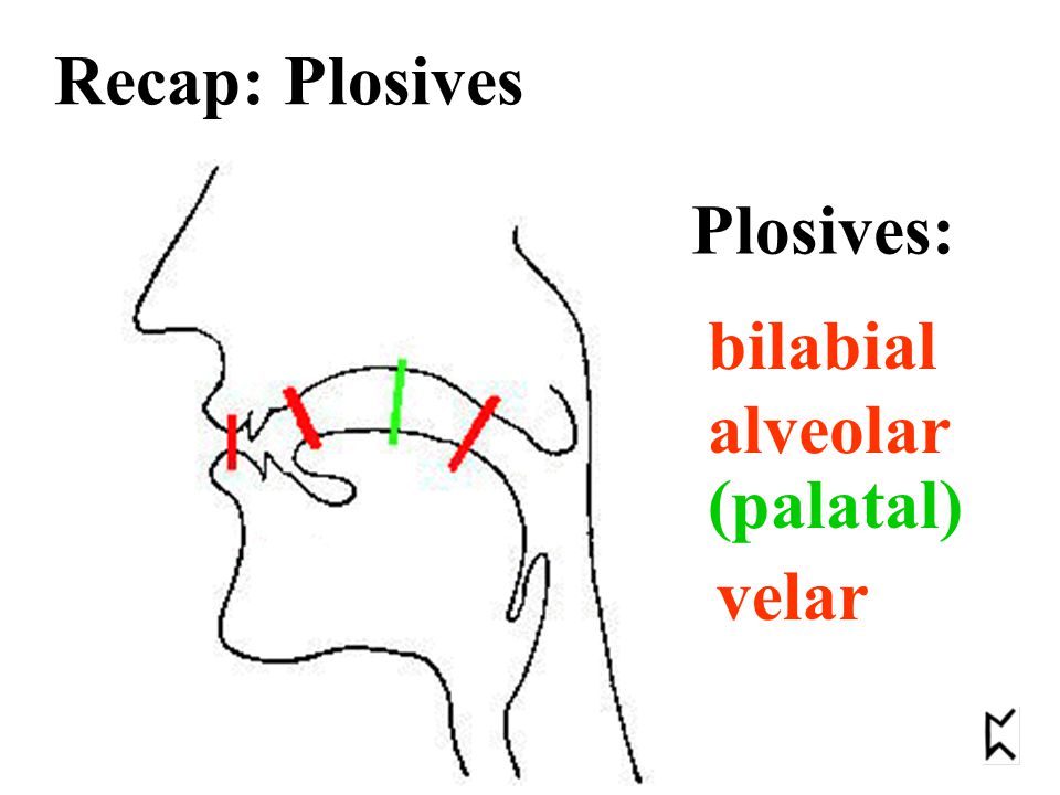 Recap: Plosives Plosives: bilabial alveolar velar (palatal)