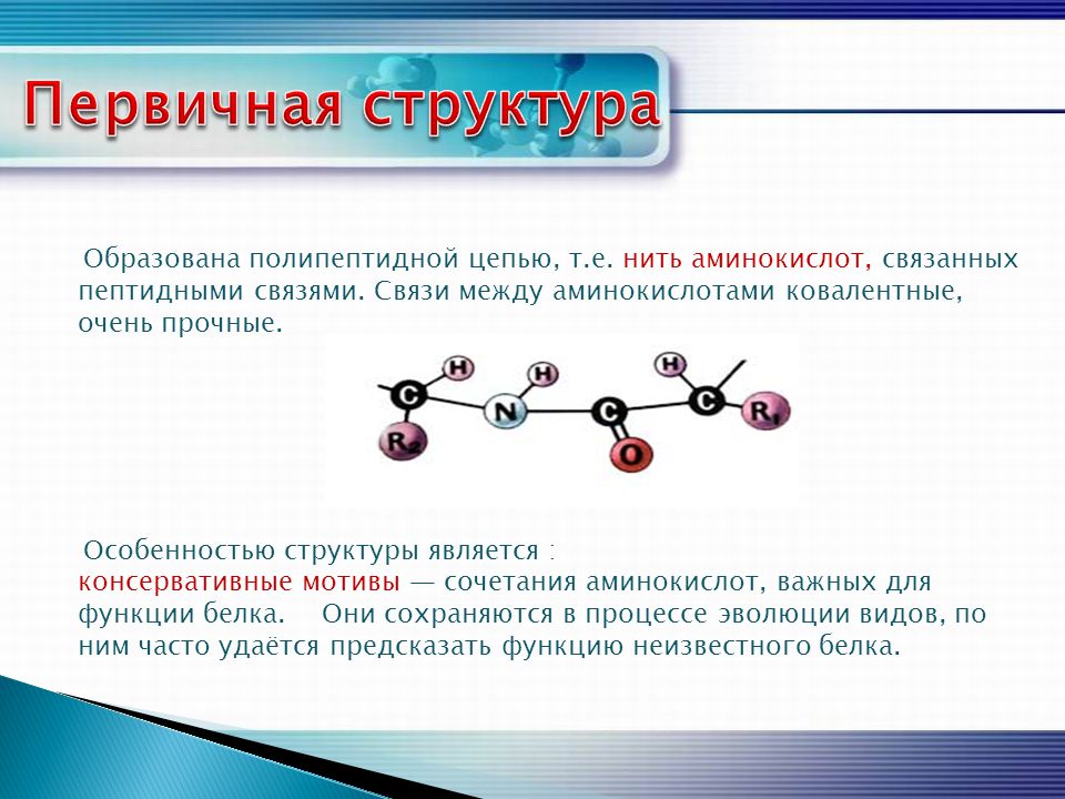 Химическая связь образующая первичную структуру белка. Первичная структура белка формируется за счёт. Первичная структура белка образуется за счет связей. Первичная структура белка образована связями. Первичная структура белков образована связью.