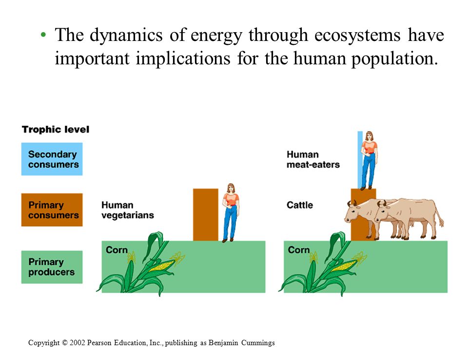 The dynamics of energy through ecosystems have important implications for the human population.