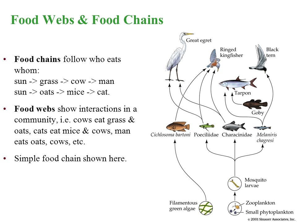 Food Webs & Food Chains Food chains follow who eats whom: sun -> grass -> cow -> man sun -> oats -> mice -> cat.