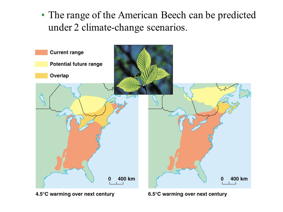 The range of the American Beech can be predicted under 2 climate-change scenarios.