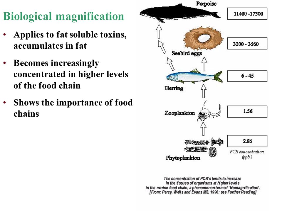 Biological magnification Applies to fat soluble toxins, accumulates in fat Becomes increasingly concentrated in higher levels of the food chain Shows the importance of food chains