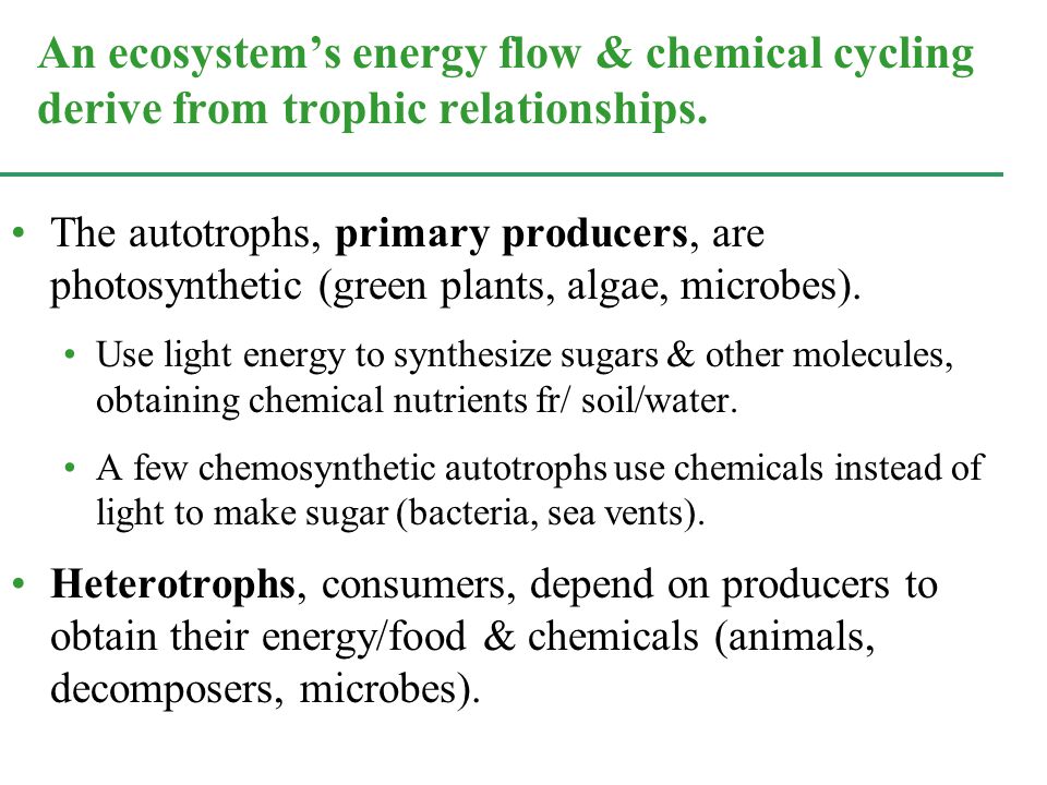 The autotrophs, primary producers, are photosynthetic (green plants, algae, microbes).