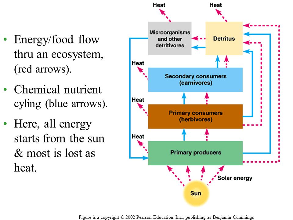 Energy/food flow thru an ecosystem, ( red arrows).