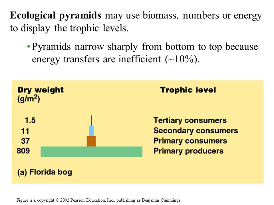 Ecological pyramids may use biomass, numbers or energy to display the trophic levels.