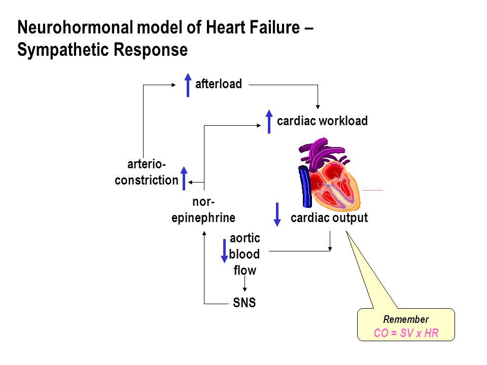 cardiac output cardiac workload afterload arterio- constriction nor- epinephrine aortic blood flow SNS Neurohormonal model of Heart Failure – Sympathetic Response Remember CO = SV x HR