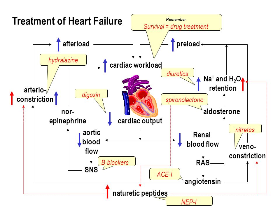 cardiac output cardiac workload Renal blood flow RAS angiotensin naturetic peptides aldosterone Na + and H 2 O retention preloadafterload arterio- constriction nor- epinephrine aortic blood flow SNS veno- constriction B-blockers ACE-I NEP-I spironolactone diuretics nitrates hydralazine digoxin Treatment of Heart Failure Remember Survival = drug treatment