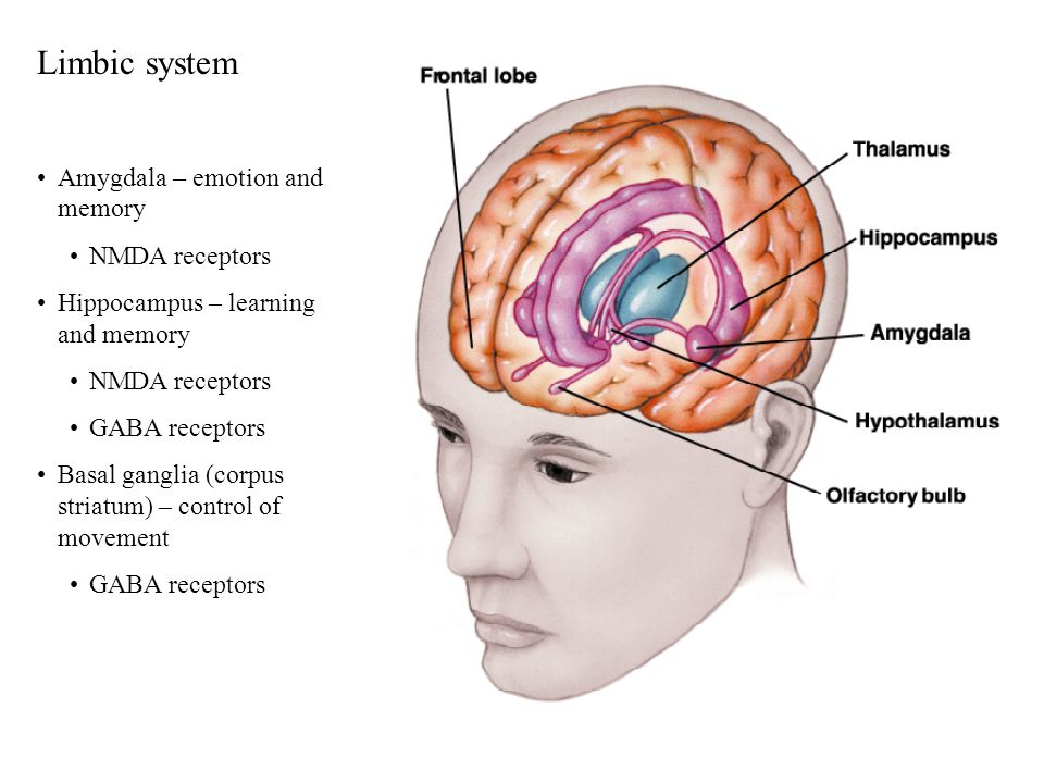 Депрессия гиппокамп. Limbic System. Limbic Lobe. Амигдала тату.