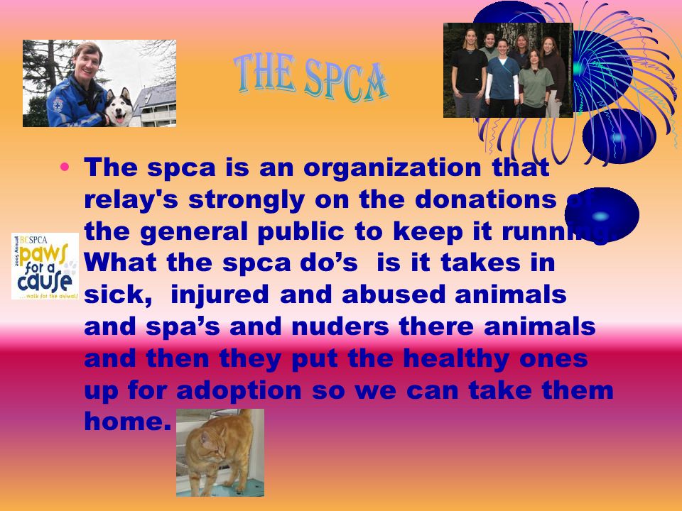The spca is an organization that relay s strongly on the donations of the general public to keep it running.