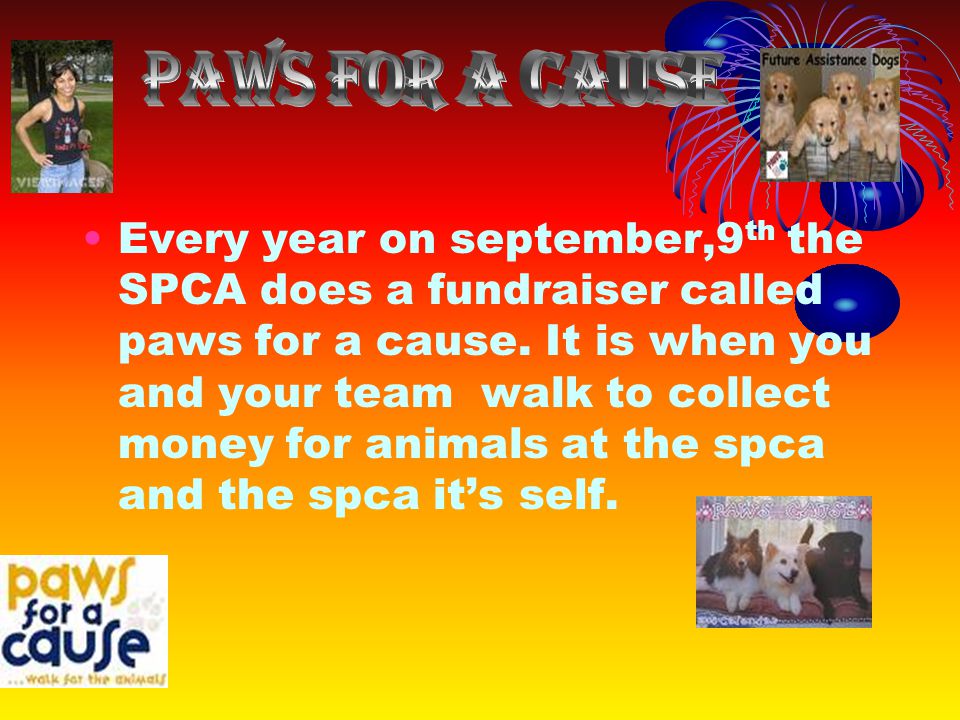 Every year on september,9 th the SPCA does a fundraiser called paws for a cause.