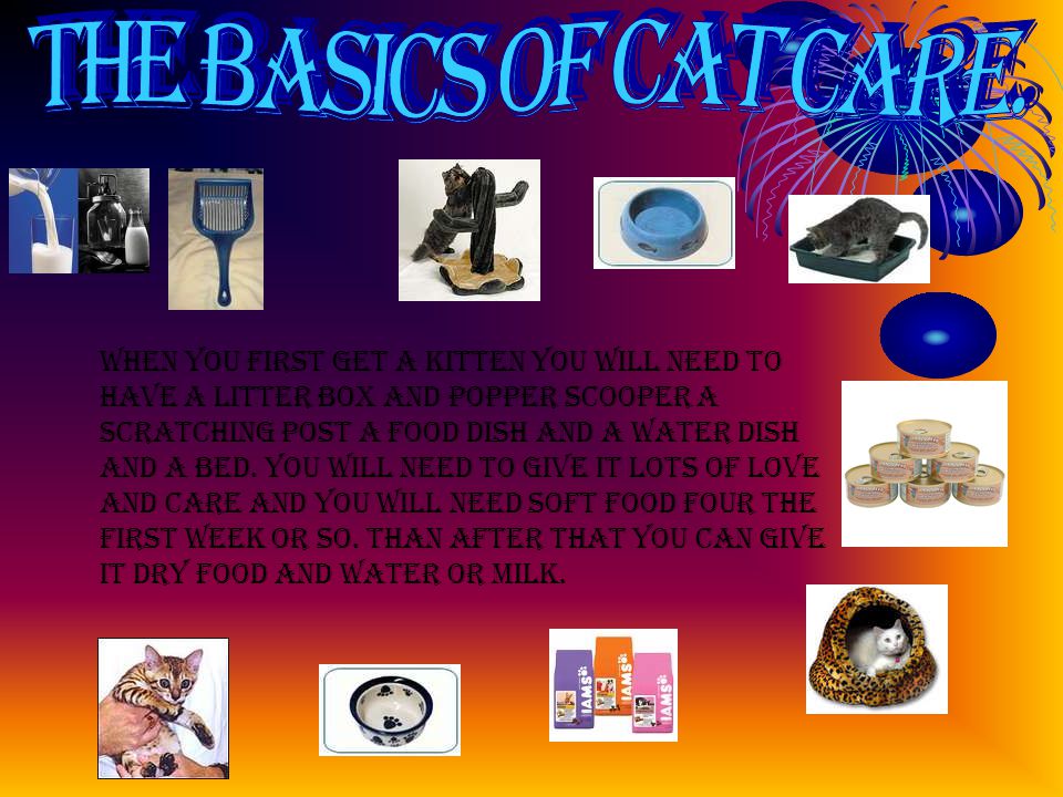 When you first get a kitten you will need to have a litter box and popper scooper a scratching post a food dish and a water dish and a bed.