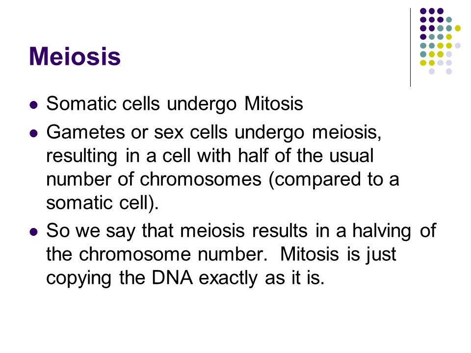 Does Somatic Cells Undergo Meiosis