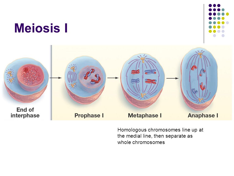 Meiosis Somatic Cells Undergo Mitosis Gametes Or Sex Cells Undergo Meiosis Resulting In A Cell With Half Of The Usual Number Of Chromosomes Compared Ppt Download