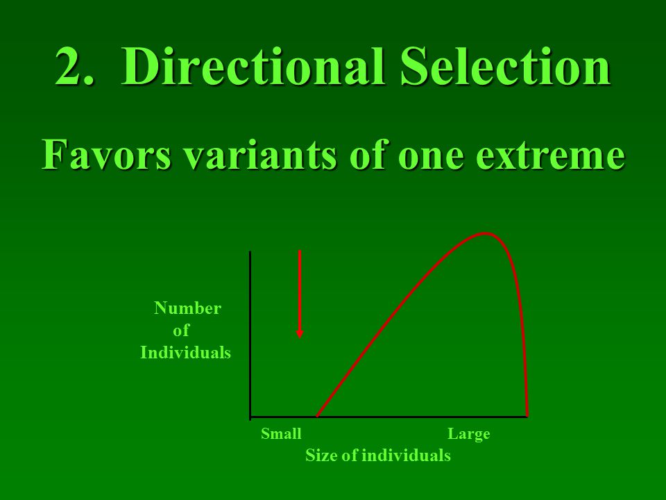 1.Stabilizing Selection Acts upon extremes and favors the intermediate Number of Individuals Size of individuals Small Large