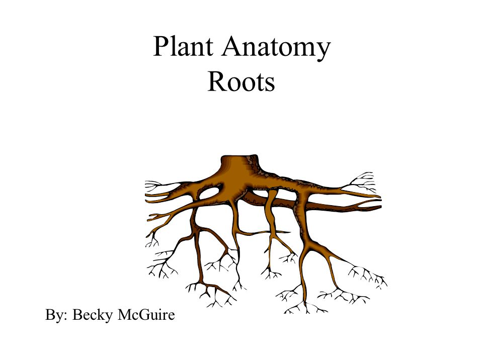 Plant Anatomy Roots By: Becky McGuire