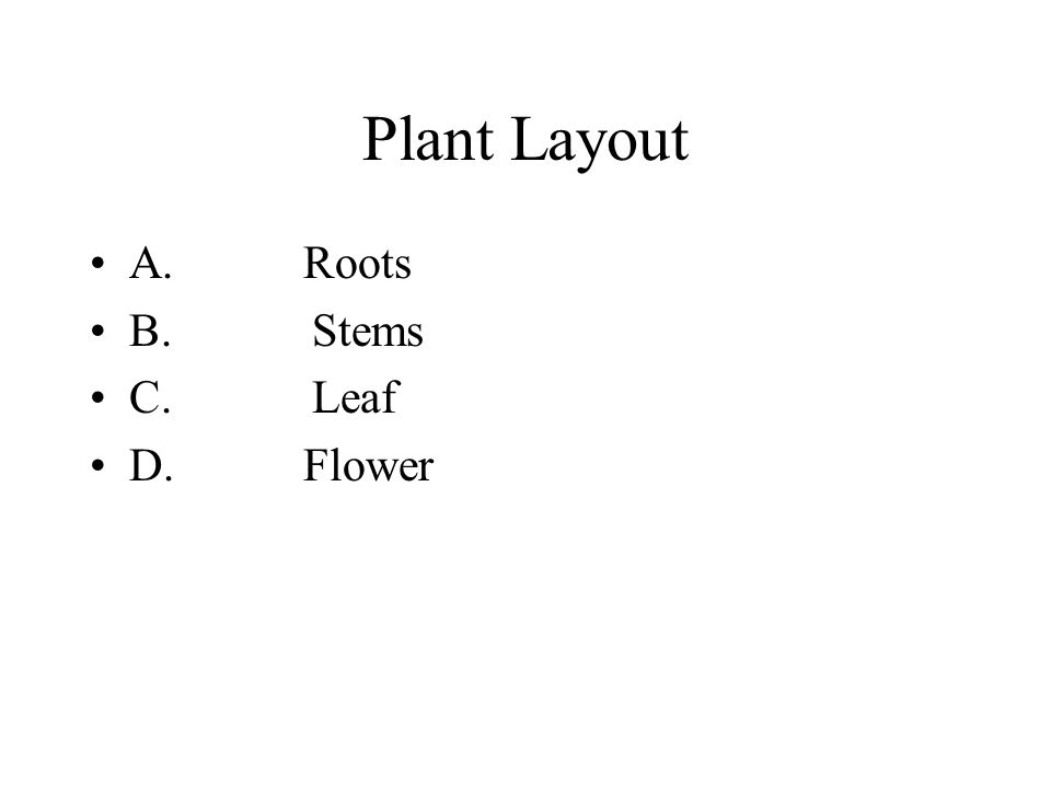 Plant Layout A. Roots B. Stems C. Leaf D. Flower