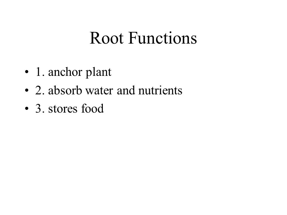Root Functions 1. anchor plant 2. absorb water and nutrients 3. stores food