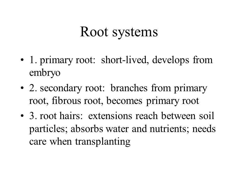 Root systems 1. primary root: short-lived, develops from embryo 2.