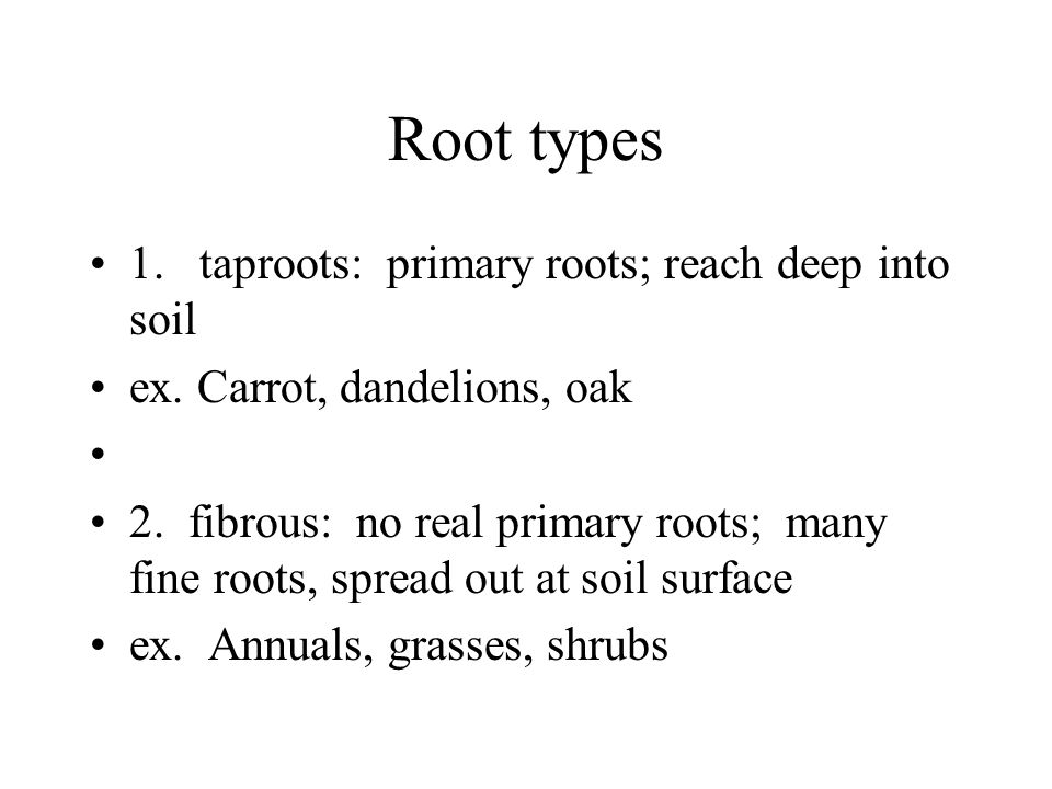 Root types 1. taproots: primary roots; reach deep into soil ex.