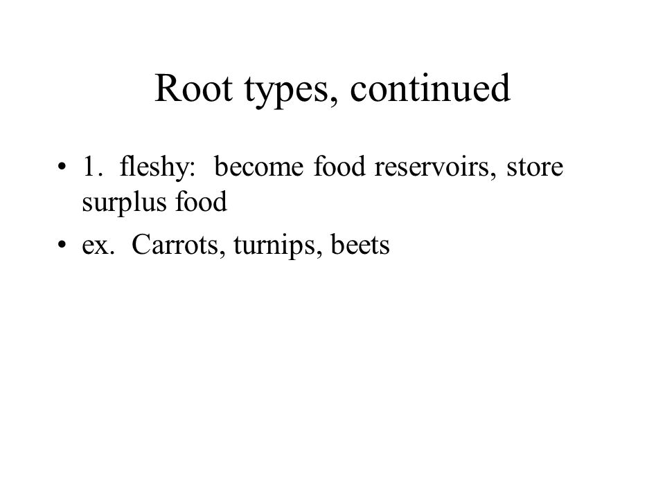 Root types, continued 1. fleshy: become food reservoirs, store surplus food ex.