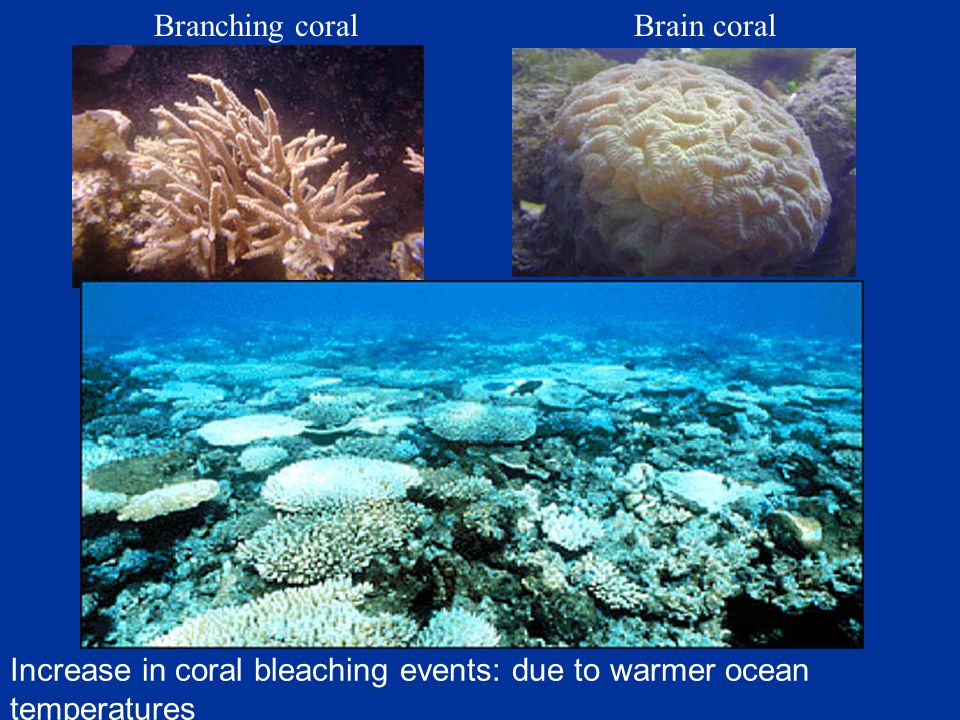 Branching coralBrain coral Increase in coral bleaching events: due to warmer ocean temperatures
