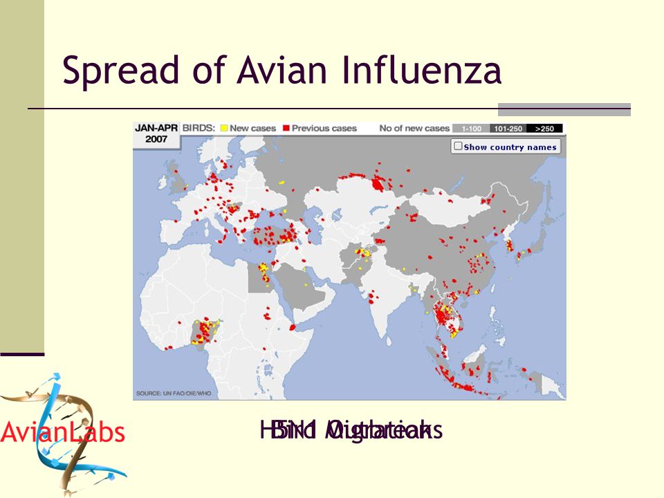 Spread of Avian Influenza Bird MigrationH5N1 Outbreaks