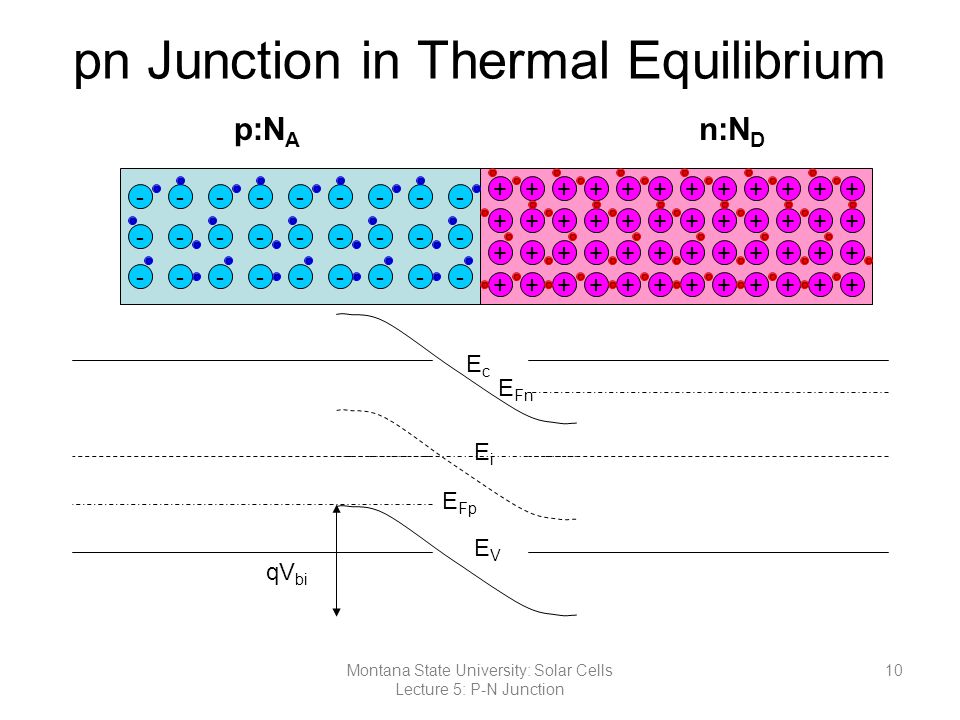 pn Junction in Thermal Equilibrium p:N A n:N D EcEc EVEV EiEi E Fp E Fn qV bi 10Montana State University: Solar Cells Lecture 5: P-N Junction