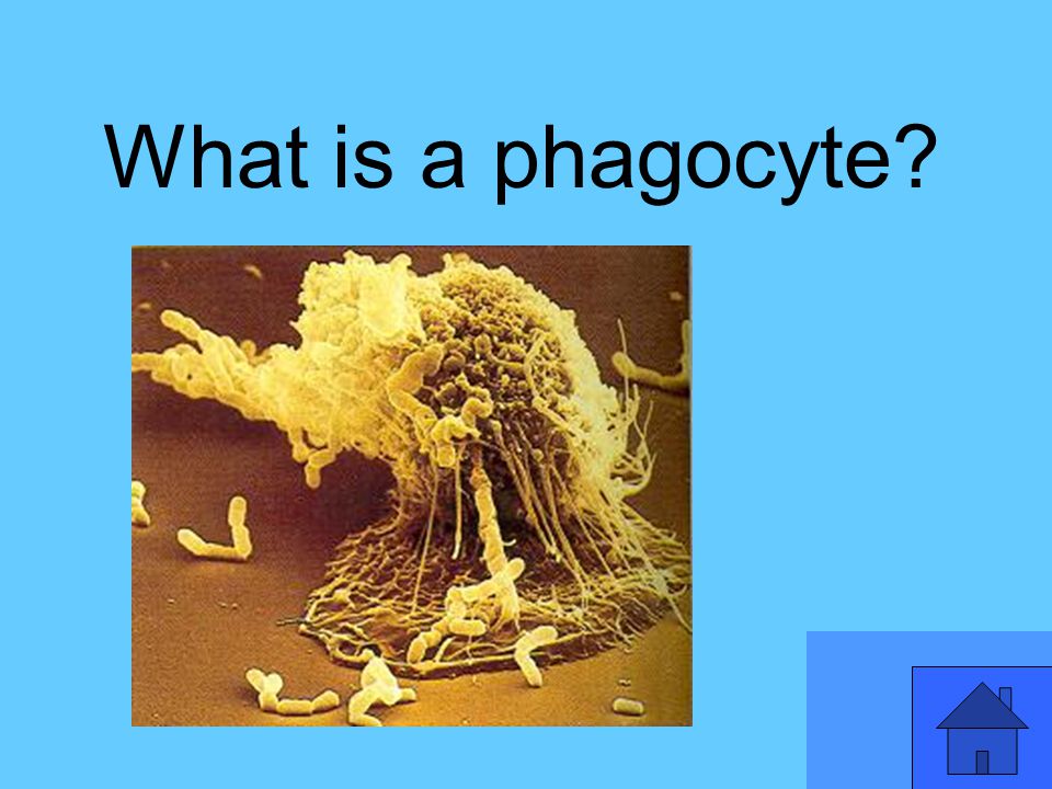 What is a phagocyte