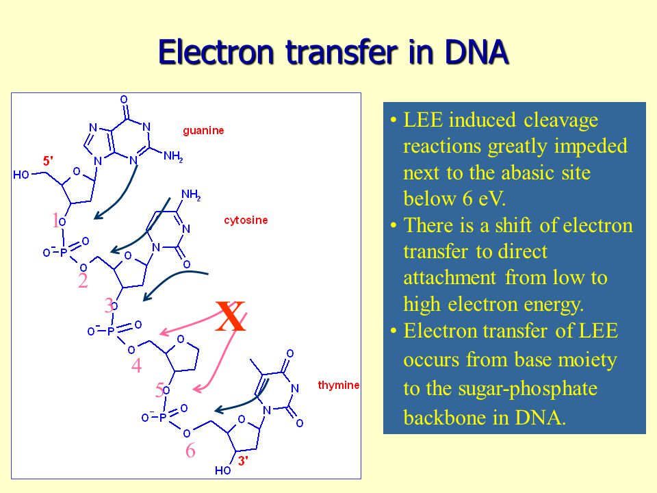 Electron transfer in DNA X LEE induced cleavage reactions greatly impeded next to the abasic site below 6 eV.