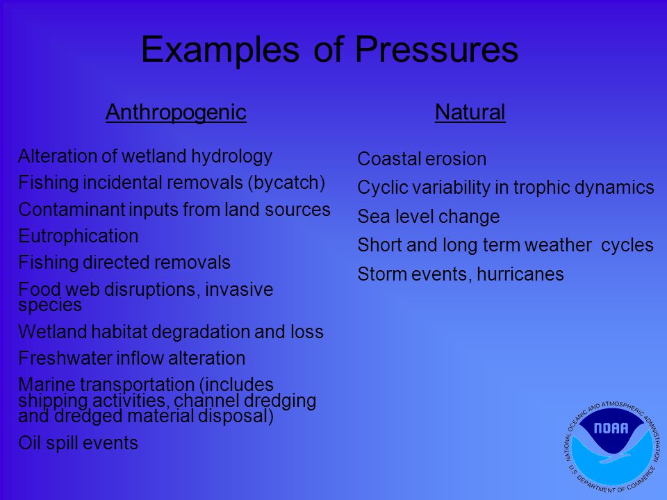Examples of Pressures Alteration of wetland hydrology Fishing incidental removals (bycatch) Contaminant inputs from land sources Eutrophication Fishing directed removals Food web disruptions, invasive species Wetland habitat degradation and loss Freshwater inflow alteration Marine transportation (includes shipping activities, channel dredging and dredged material disposal) Oil spill events Coastal erosion Cyclic variability in trophic dynamics Sea level change Short and long term weather cycles Storm events, hurricanes AnthropogenicNatural