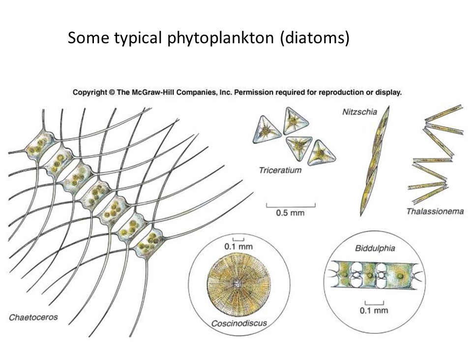 Фитопланктон вес