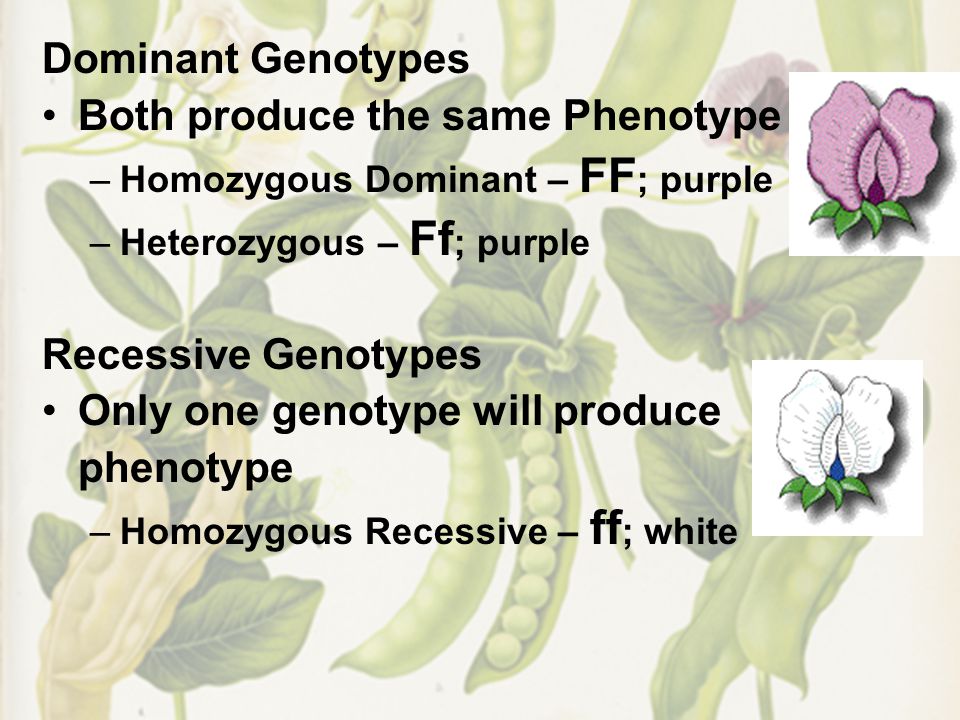 Dominant Genotypes Both produce the same Phenotype –Homozygous Dominant – FF ; purple –Heterozygous – Ff ; purple Recessive Genotypes Only one genotype will produce phenotype –Homozygous Recessive – ff ; white