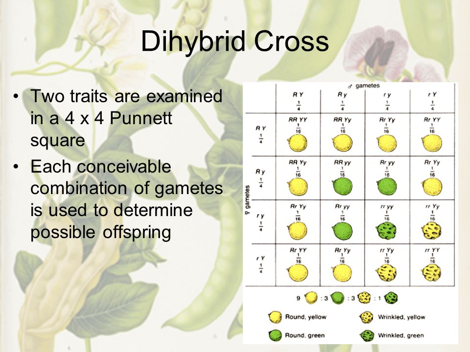 Dihybrid Cross Two traits are examined in a 4 x 4 Punnett square Each conceivable combination of gametes is used to determine possible offspring