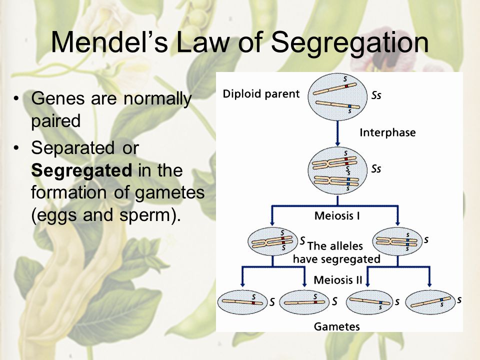 Mendel’s Law of Segregation Genes are normally paired Separated or Segregated in the formation of gametes (eggs and sperm).
