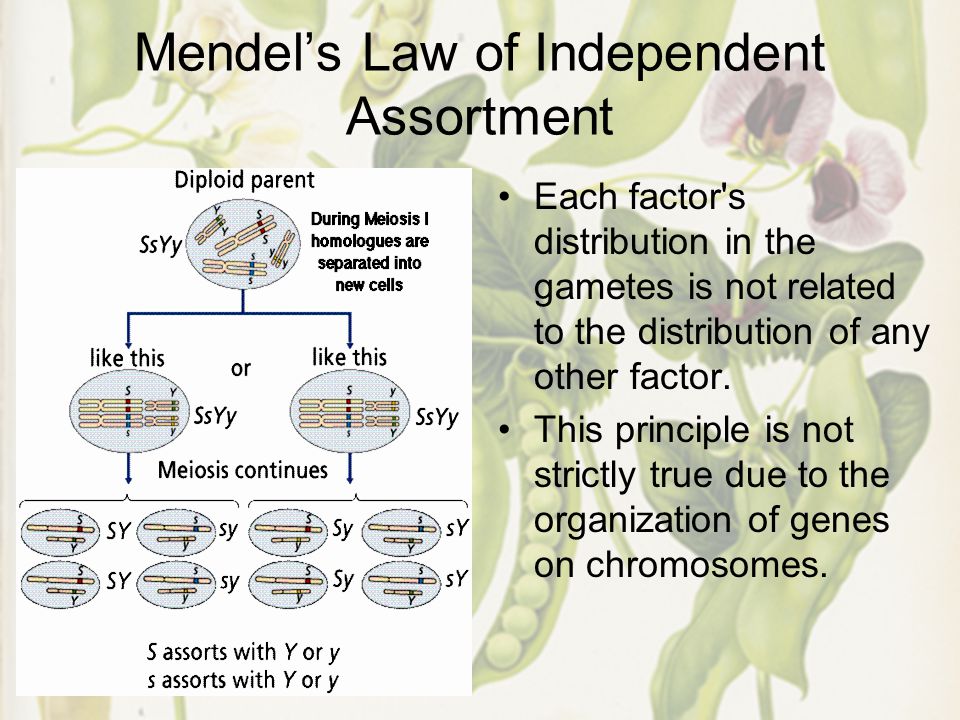 Mendel’s Law of Independent Assortment Each factor s distribution in the gametes is not related to the distribution of any other factor.