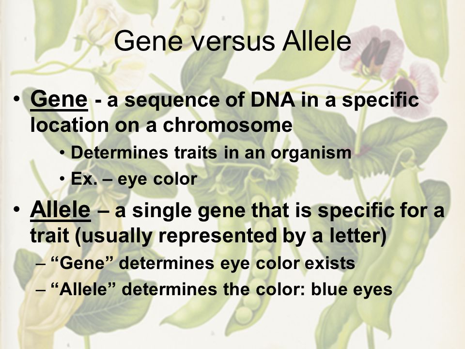 Gene versus Allele Gene - a sequence of DNA in a specific location on a chromosome Determines traits in an organism Ex.