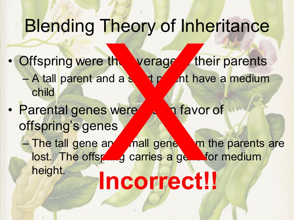Blending Theory of Inheritance Offspring were the average of their parents –A tall parent and a short parent have a medium child Parental genes were lost in favor of offspring’s genes –The tall gene and small gene from the parents are lost.