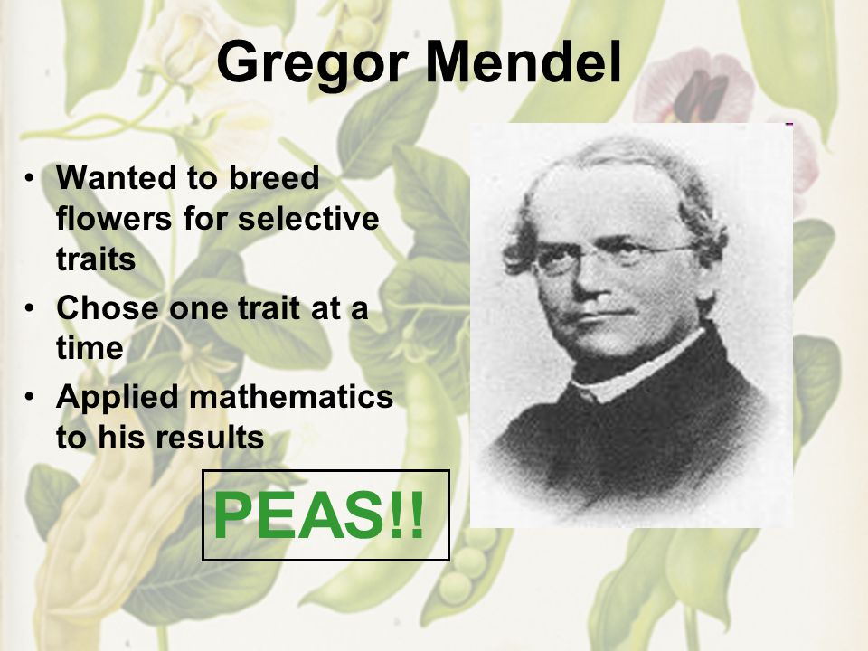 Gregor Mendel Wanted to breed flowers for selective traits Chose one trait at a time Applied mathematics to his results PEAS!!