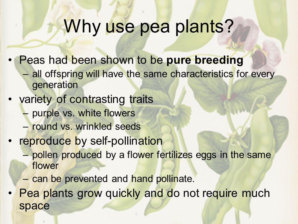 Why use pea plants.